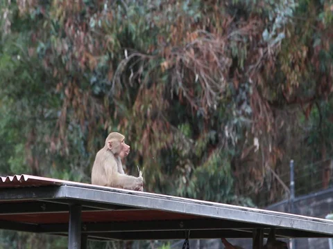 Monkey Eating and Takes Off Video stock 77366030