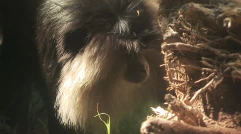 Monkey Eating Ants Video stock 19054998