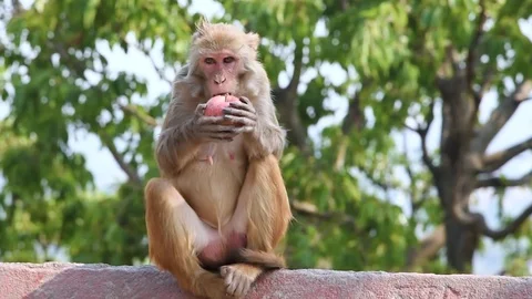Monkey eating an apple 库存影片 100700726