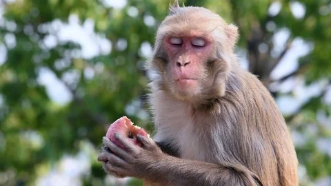 Monkey eating an apple 库存影片 100701000