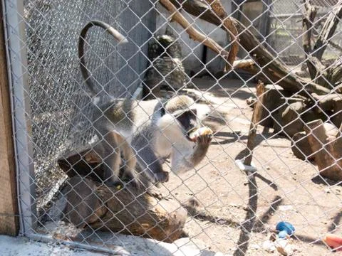 Monkey eating an Apple Stock Photos