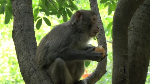 Monkey eating an apple sitting on the tree at a national park Stock Footage 130001609