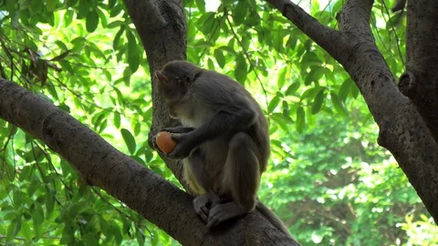Monkey eating an apple sitting on the tree at a national park Stock Footage 130001852