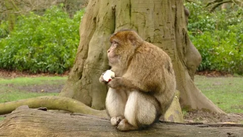Monkey Eating Apple Under Tree - Animated Wildlife Clip Stock Footage 307466695