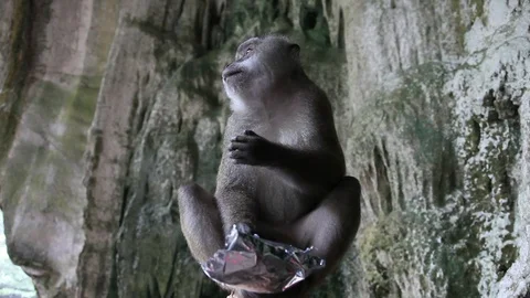 Monkey Eating bag of chips Stock Footage 104417576