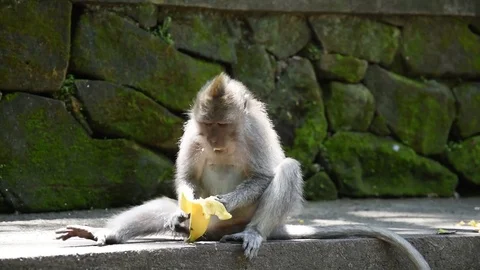Monkey eating banana Vídeo Stock 81691023