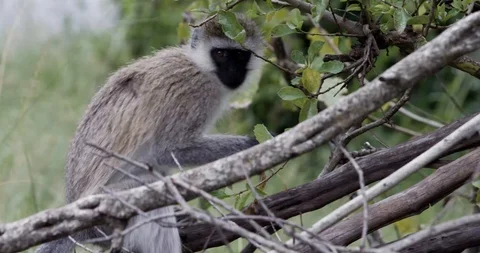 Monkey eating a banana Stockbeeldmateriaal 124671033