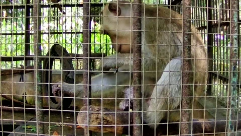 Monkey eating banana Stock Footage 168083984