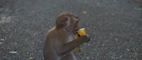 Monkey eating banana Stock-Footage 233401761