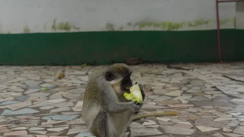 Monkey eating banana Vídeos de archivo 275117997
