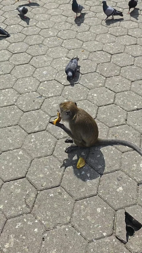 A monkey is eating banana Stock Footage 286919368