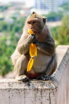 A monkey is eating a banana Stock Photos