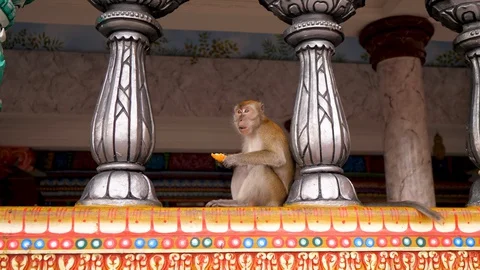 Monkey eating banana sitting between railing of hindu temple Stock Footage 130064130