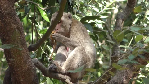 Monkey eating banana on the tree Stock Footage 83484747