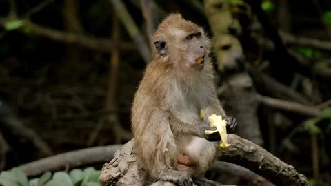 Monkey eating banana while perching on branch in tropical forest, Langkawi 스톡 동영상 309110972