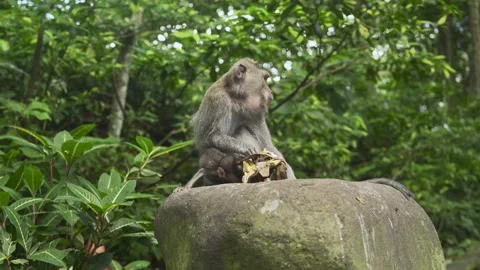 The Monkey is eating bananas on the big stone Vidéo 338404744