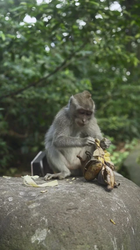 The Monkey is eating bananas on the big stone Vidéo 338406636