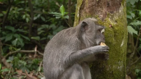 Monkey is eating the batata in the jungle of Bali. Stock Footage 104286310