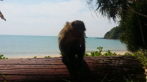 Monkey eating on the beach Stock Footage 74956865