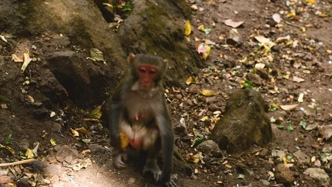 Monkey eating biscuits closeup shot Stock Footage 98587570