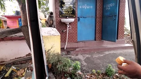 The monkey is eating biscuits on the road The Indian boy is feeding a biscuit Stock Footage 241253098