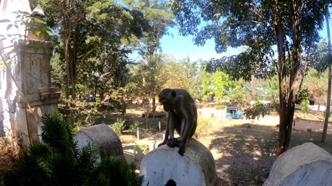 Monkey eating at the bottom of Pidurangala, HD. Stock Footage 140243476