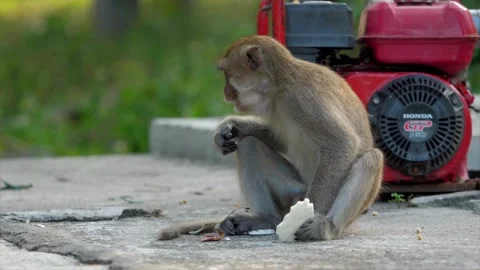 Monkey eating bread on the background of red equipment. Stock Footage 154847304
