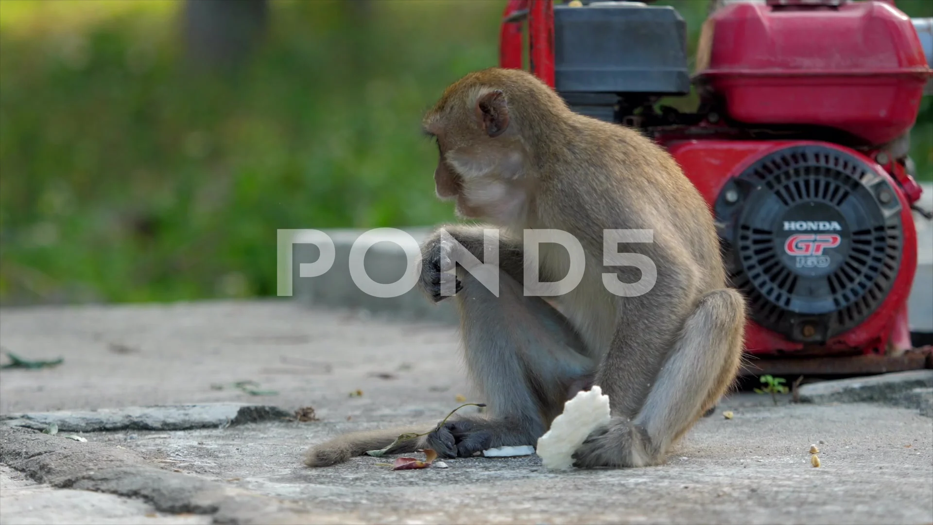 Monkey Stock Video Footage Royalty Free Monkey Videos Page 7