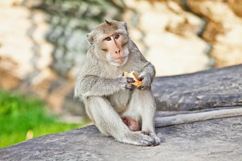 Monkey eating bread Stock Photos