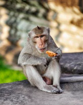 Monkey eating bread Stock Photos