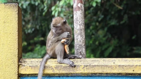Monkey eating bread on stone wall Stock Footage 104417581