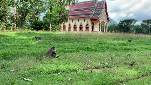 Monkey eating at buddhist temple with chicken walking by in Thailand Vidéo 170074623