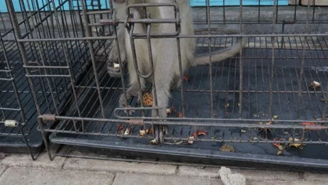 A monkey is eating in a cage Stock Footage 266931476
