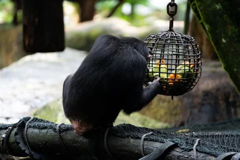 A monkey is eating from a cage Stock Photos