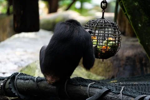 A monkey is eating from a cage Stock Photos