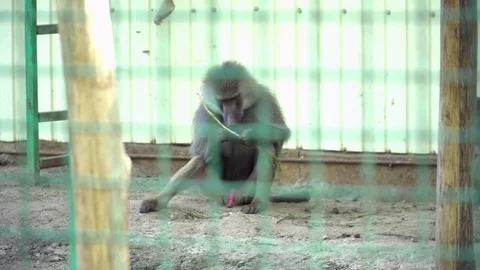 Monkey eating in the cage in the zoo Stock Footage 76089215