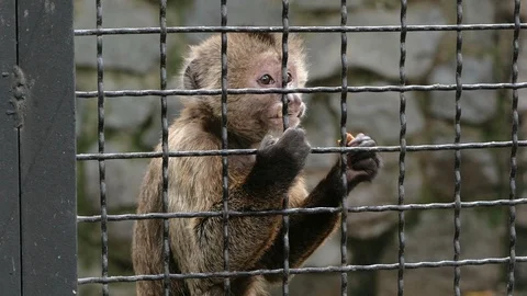 Monkey eating in the cage in the zoo Stock Footage 121573789