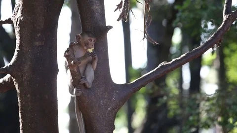 Monkey eating candy Stock Footage 77328567