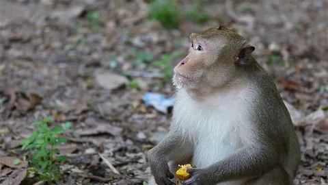 Monkey eating candy Stock Footage 77330231