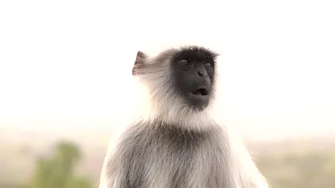 Monkey eating chapatti closeup Stock Footage 241505083