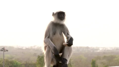 Monkey eating chapatti Stock Footage 241505093