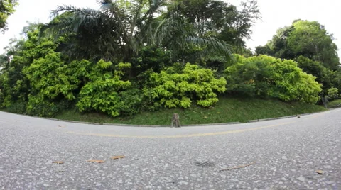 Monkey is eating chips Stock Footage 1094981
