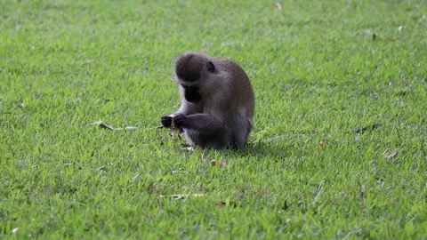 Monkey Eating Chocolate Stock Footage 156625288