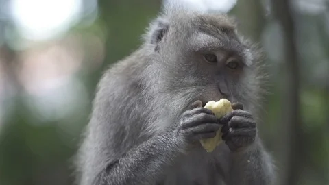 Monkey Eating Close Up Face Slow Motion Stock Footage 106152904