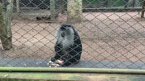 Monkey eating closeup Stock Footage 160625497