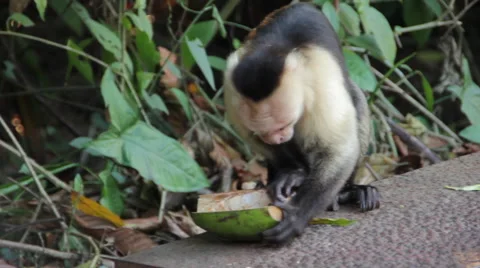 Monkey Eating Coconut 2 Stock Footage 59847412