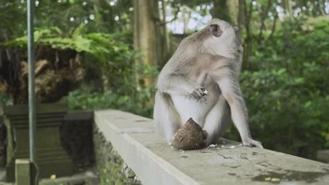 The Monkey is eating coconut flesh Vidéo 338406492