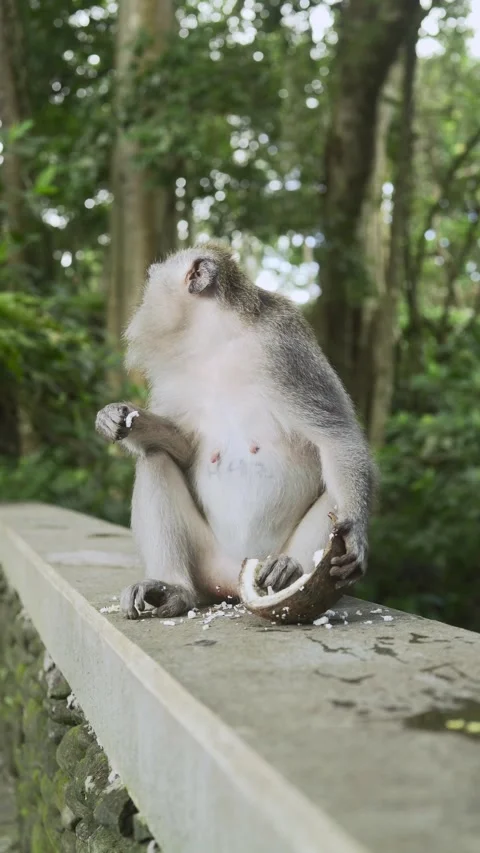 The Monkey is eating coconut flesh Vidéo 338407165