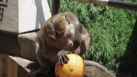 Monkey eating Coconut Video stock 53103491
