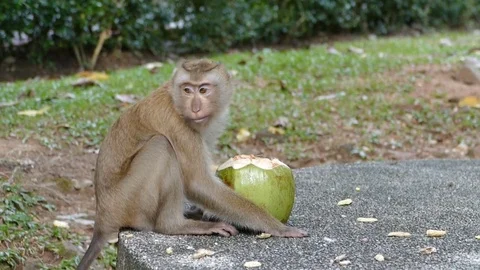 Monkey eating coconut Stock Footage 79251404